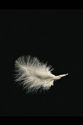 feather.jpg (3928 bytes)